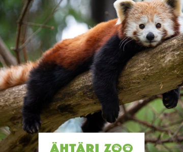 Ähtäri Zoo juhlii: 15.6. vapaa pääsy kierrokselle ja Luontoiltaan!